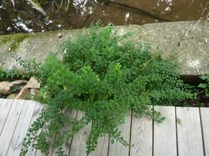 Japanese barberry growing into a walkway. 