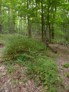 A thicket of Japanese barberry growing in the woods near Fahnestock State Park. 