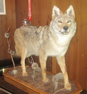 A coyote taxidermy, brought along to illustrate the description.