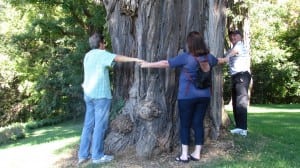 It takes six people to hug a locust tree at Montgomery Place. Photo by M. Turton