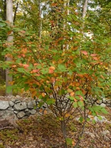 The native Shad or Amelanchier is a common understory tree in our local forests with streaked red and yellow leaves in fall.