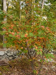 The native Shad or Amelanchier is a common understory tree in our local forests with streaked red and yellow leaves in fall.