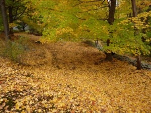 A sugar maple with a few green leaves remaining and many more on the ground.