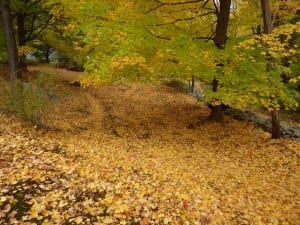 A sugar maple with a few green leaves remaining and many more on the ground.