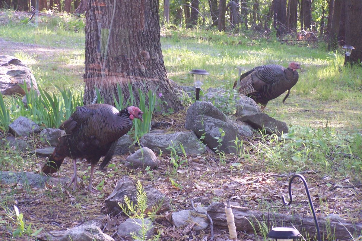 turkeys