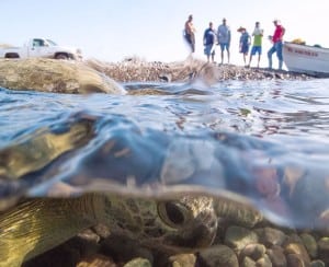 Former sea turtle poachers work with the regional NGO Grupo Tortuguero to tag sea turtles in Baja California Sur, Mexico. Using the fishermen’s skills and experience, 18 turtles were netted, tagged, and released in one night. (Photo by Jason Houston/Courtesy of Fovea Exhibitions)