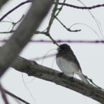 Junco Photo by Liz Schevtchuk Armstrong