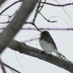 Junco Photo by Liz Schevtchuk Armstrong 