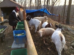 According to Heather Howard, president of Shepherd's View Animal Sanctuary, in order to keep animals warm in winter, their calorie intake must double, which in turn doubles the nonprofit's monthly feed bill.