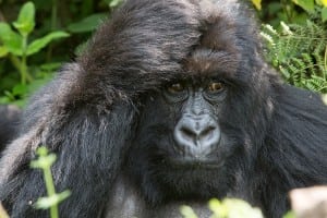 "What's Up, Gorilla?" photograph by Clemson Smith Muñiz