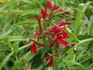 The cardinal flower, a native plant, will attract hummingbirds.