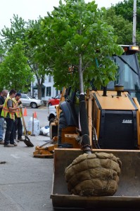 Village crews added six new trees to Main Street this week. (Photo by M. Turton)