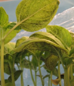 Downy mildew spores visible on a basil leaf. (Photo by J. Stengle)