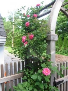 Climbing rose at Haldane