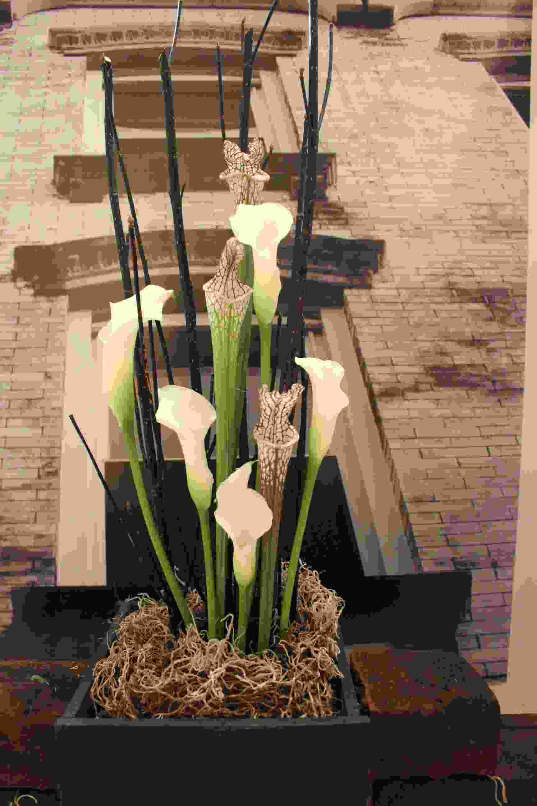 Philipstown Garden Club Flower Show IMG_9981