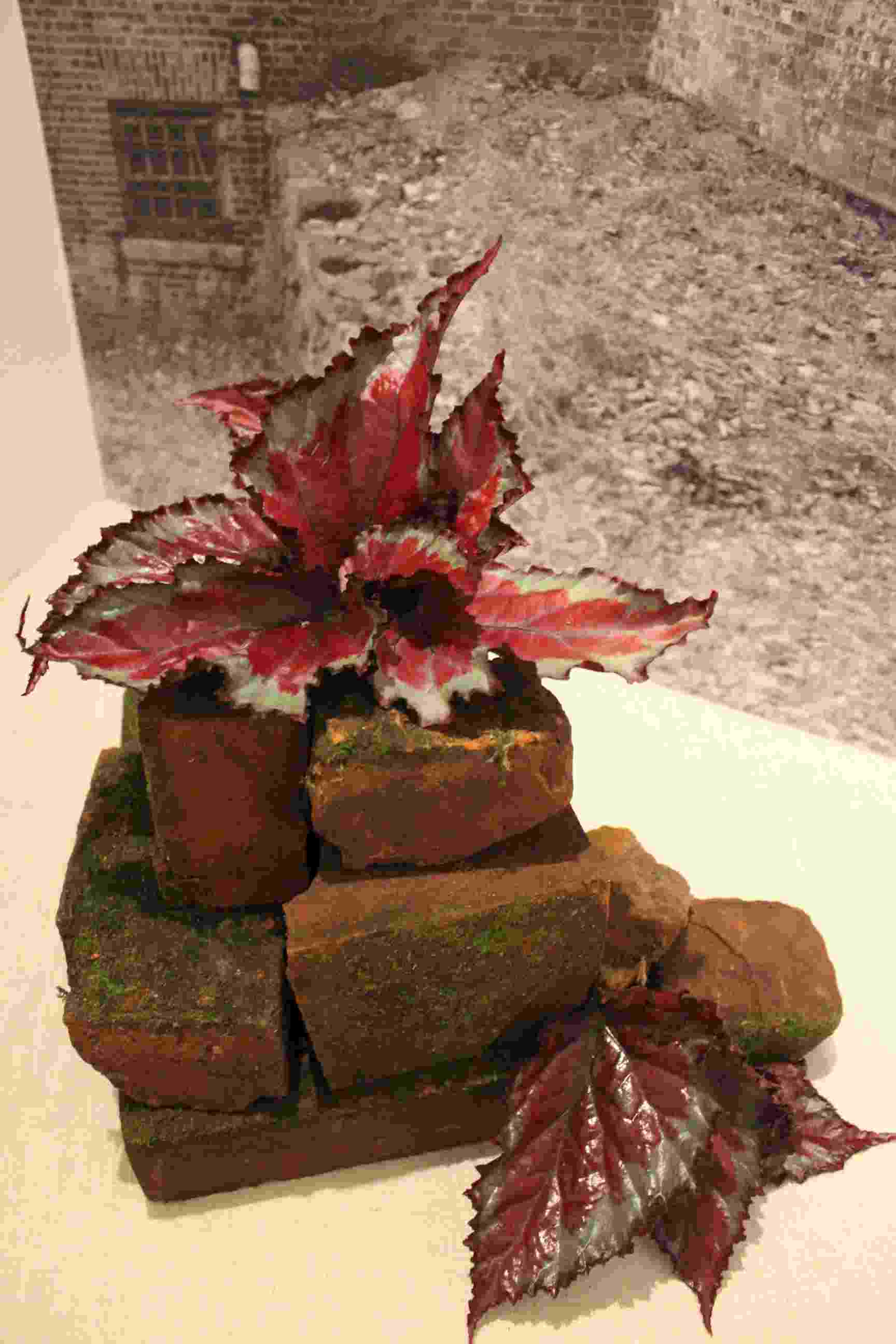 Philipstown Garden Club Flower Show IMG_9984