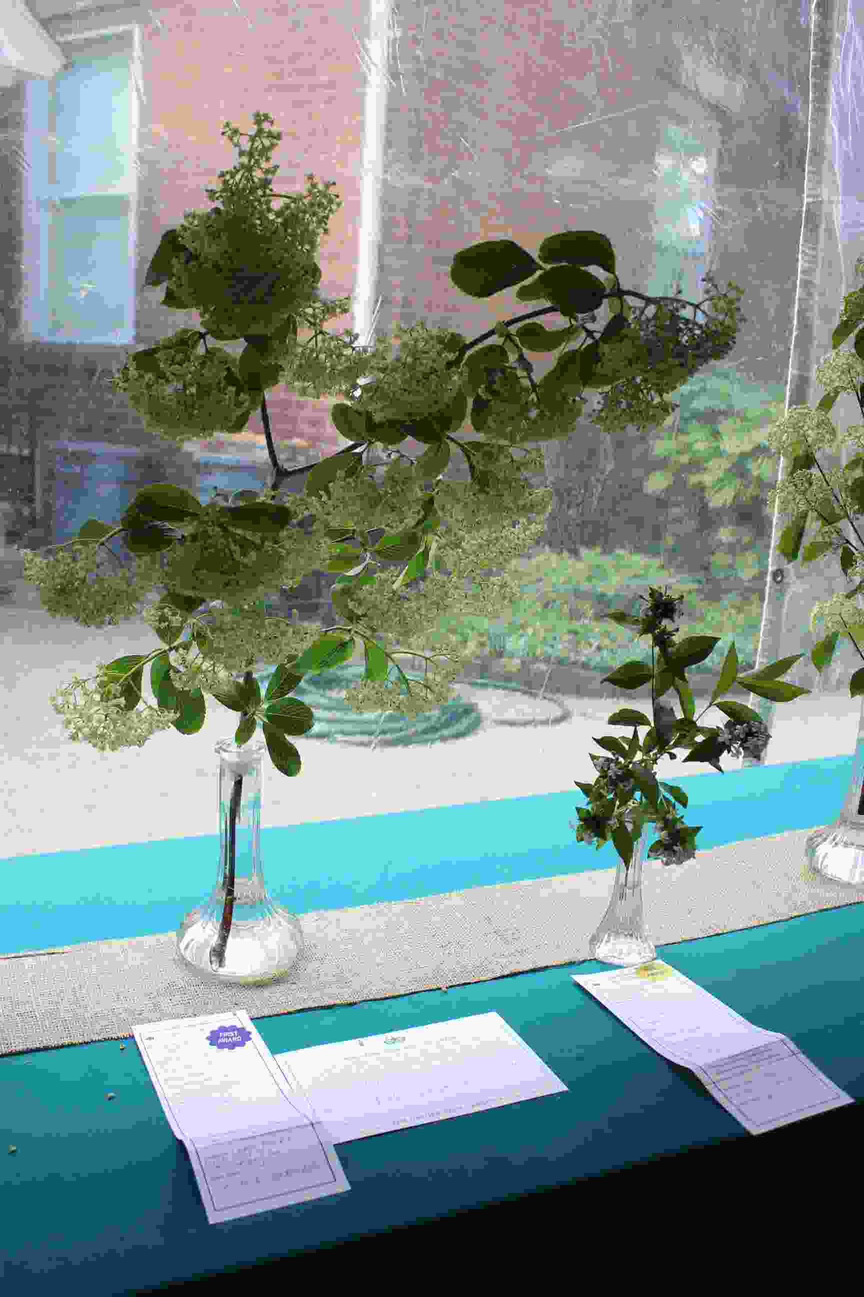 Philipstown Garden Club Flower Show IMG_9994