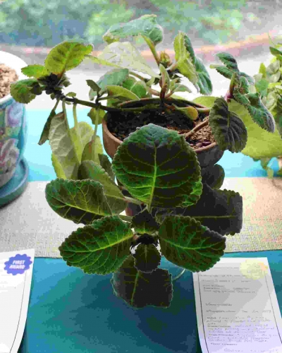 Philipstown Garden Club Flower Show IMG_9997