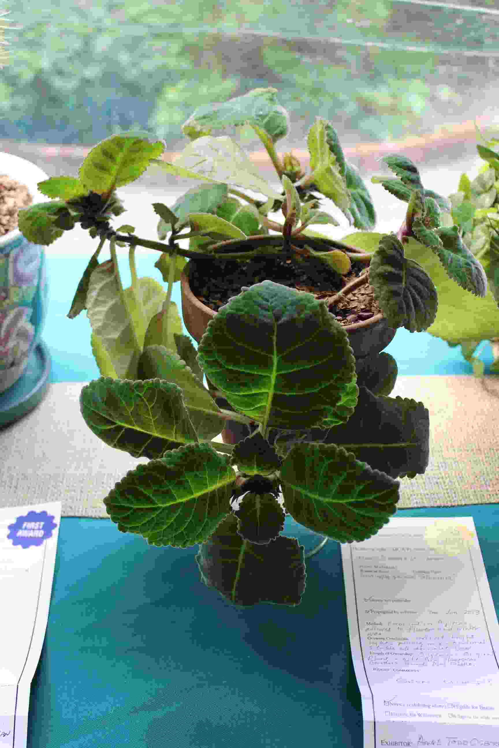 Philipstown Garden Club Flower Show IMG_9997