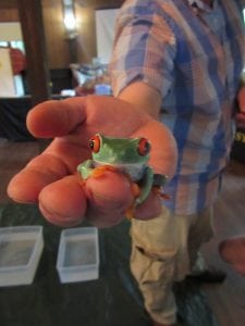 A South American red-eyed tree frog, as displayed at Hubbard Lodge at a World Wildlife program.  