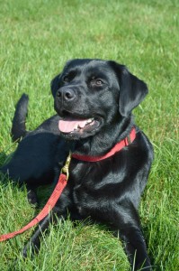 Daisy is an English Black Lab, a breed that has drive, intelligence and a keen sense of smell. She once identified an arson suspect in a police lineup.