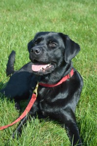 Daisy is an English Black Lab, a breed that has drive, intelligence and a keen sense of smell. She once identified an arson suspect in a police lineup.