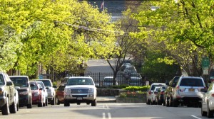 A proposed village tree ordinance will soon go to a public hearing. (File photo by M. Turton)