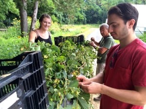 Volunteers help harvest Obercreek Farm's first hops crop. 