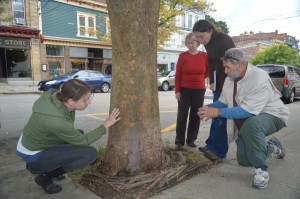 Four members of Cold Spring's Tree Advisory Committee take a close look at a large, village-owned tree in front of the Ming Moon Restaurant on Main Street. From left, Kory Riesterer, Mary Saari, Committee Chairperson Jennifer Zwarich and Tony Bardes.