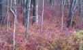 Roots and Shoots: Put Down the Barberry Roots and Shoots: Put Down the Barberry