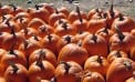 Pumpkin Fest Pumpkin Fest
