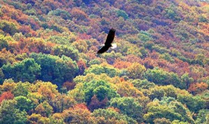 Maureen Moore was the winner of Central Hudson's inaugural Fall Foliage Photo Contest in 2013 with this photograph of an eagle among the trees above Otterkill Road in Cornwall. Photo courtesy of Central Hudson