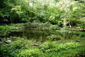 James Pond, in the woods near Haldane and Nelsonville