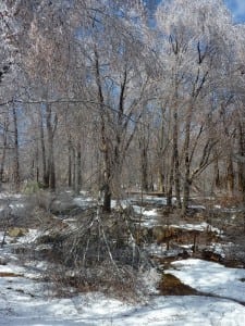 Reply Delete Pamela Doan Ice is the most hazardous of winter's elements when it comes to broken tree limbs. (Photo by P. Doan)