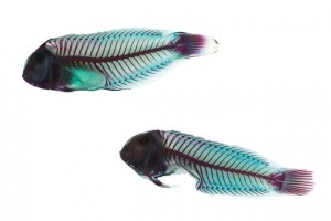 Parrotfish