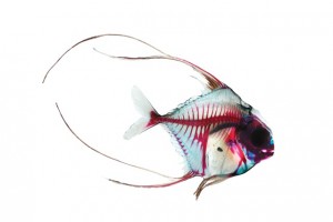 Pompano