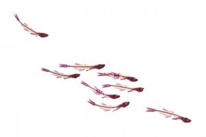 Silversides