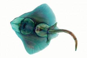 Ray