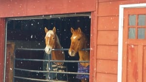 "Gingersnaps and Shiloh", photograph by Patricia Cobey