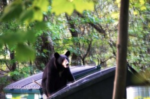 A black bear checks out a dumpster. (Photo courtesy if Taconic Outdoor Education Center)