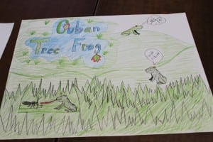 Cuban tree frog poster, drawn by Amanda Timke (photo by A. Rooney)