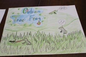 Cuban tree frog poster, drawn by Amanda Timke (photo by A. Rooney)