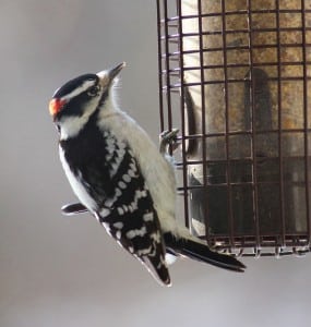 Downy woodpecker (photo by Kim Clair Smith)