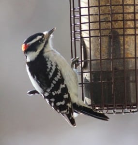 Downy woodpecker (photo by Kim Clair Smith)