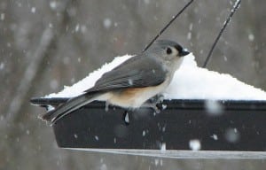 Tufted titmouse (photo by Kim Clair Smith)