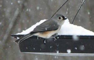 Tufted titmouse (photo by Kim Clair Smith)