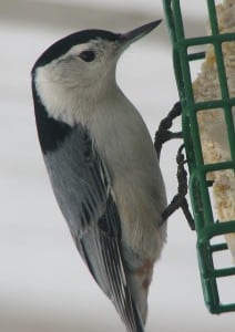 White-breasted nuthatch on suet (photo by Kim Clair Smith)