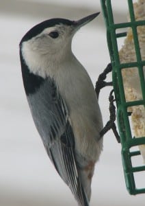 White-breasted nuthatch on suet (photo by Kim Clair Smith)