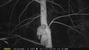 Barred owl