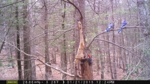 Blue jays and red-bellied woodpecker